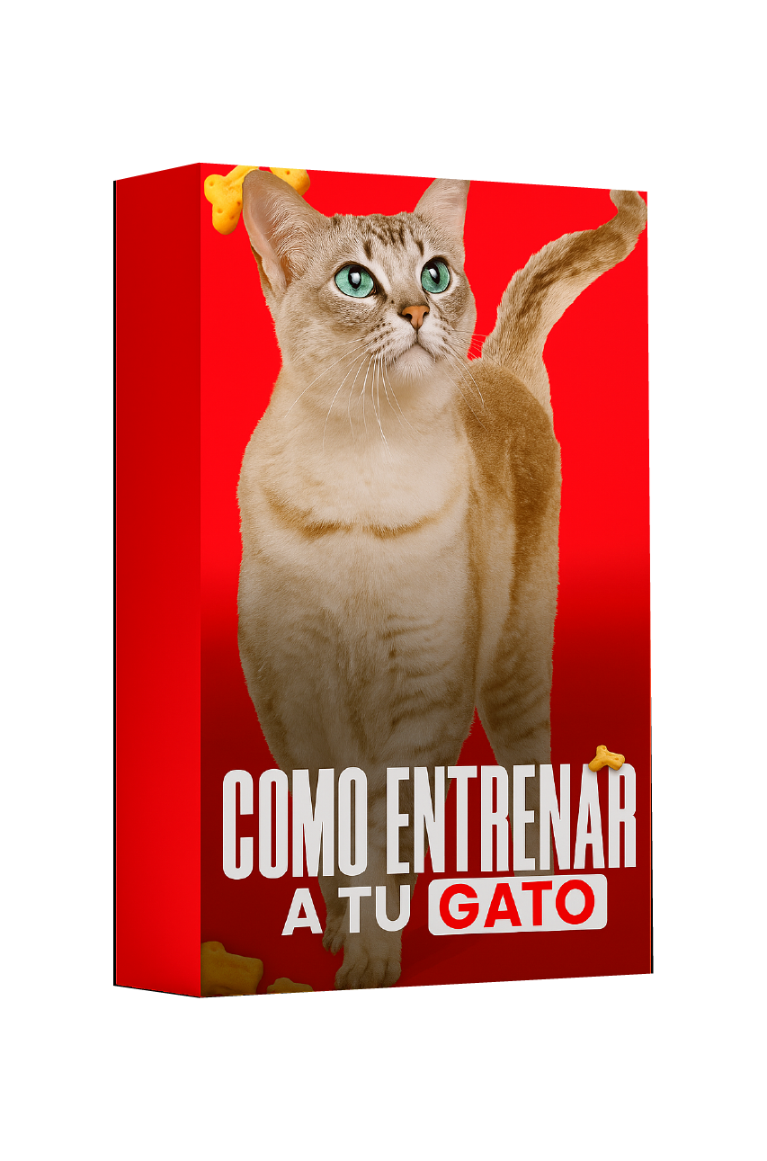 Cómo entrenar a tu gato